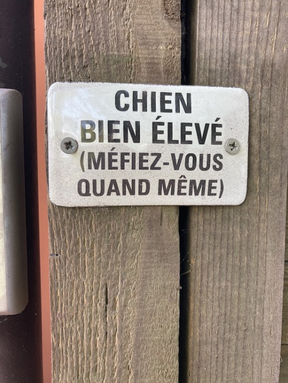 chien.jpg
