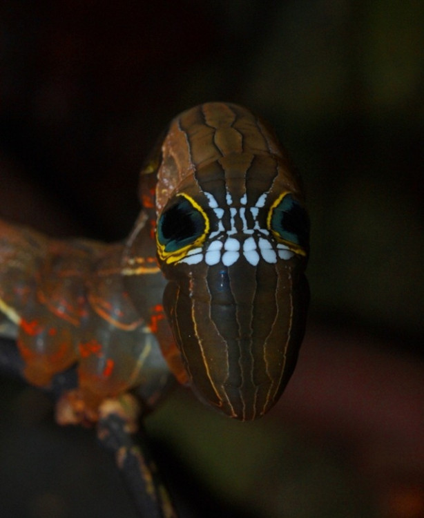 PhilodesIMperialis1.jpg
