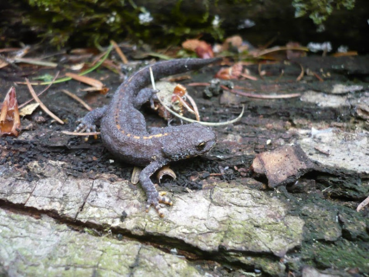 Triton alpestre - Triturus alpestris (3).JPG