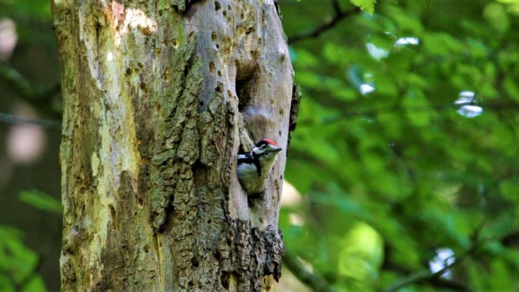 Pic épeiche - Dendrocopos major (2).JPG