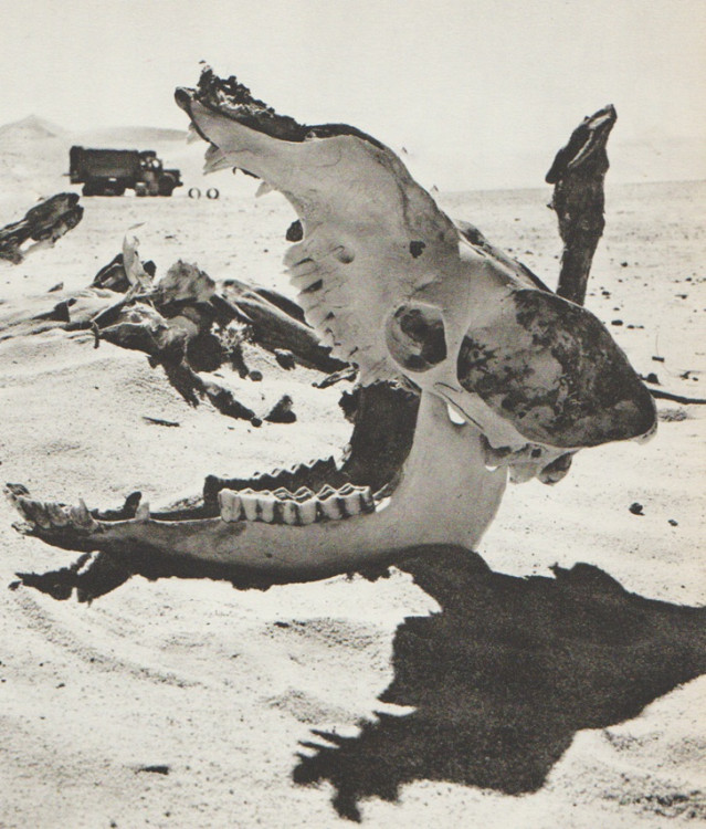 la Gazelle 01.jpg