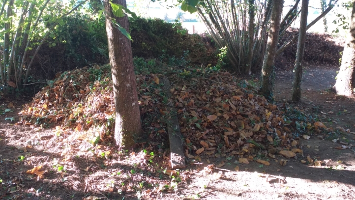 feuilles chataigniers F.jpg