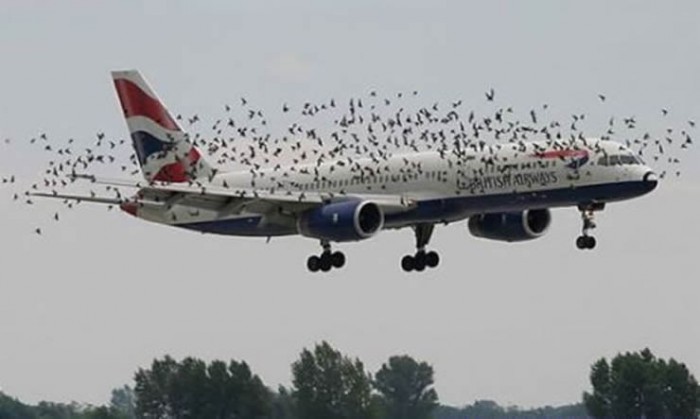 Aircraft_Mishap_Photos_Crash_Pics_AD.jpg