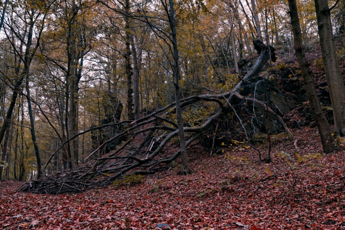 Bois-des-Rocs_2013-11-01_17h42m56s_CS6.jpg