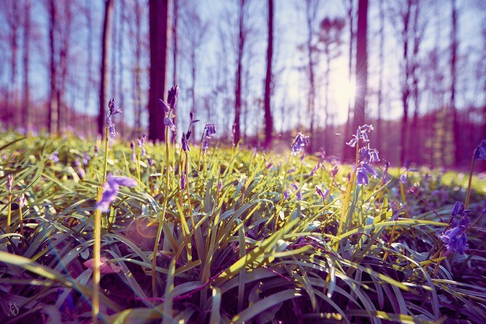 2015-04-18 Hallerbos - 007_c1.jpg