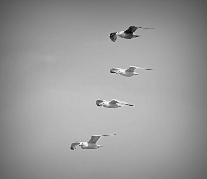 mouette.jpg