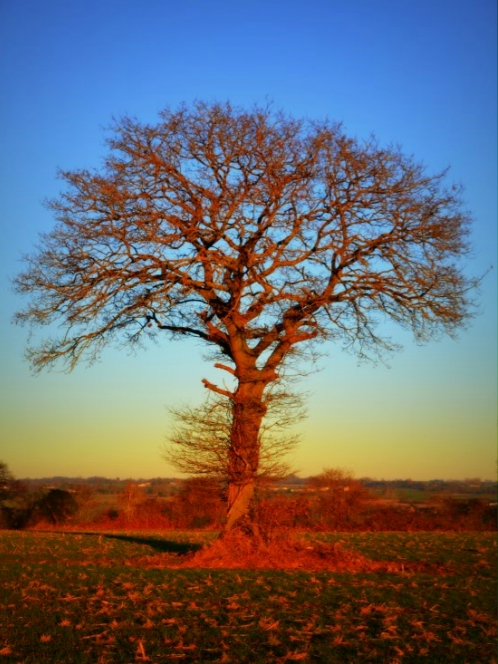 arbre.jpg