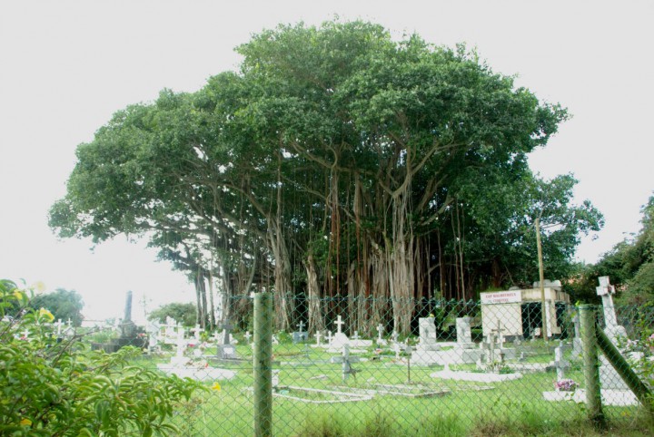 arbre.jpg