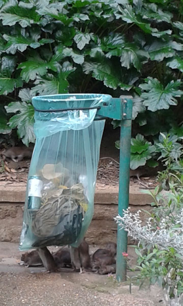 Rats Sept2017.jpg