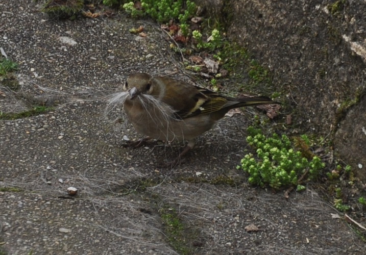 DSC_0470.JPG