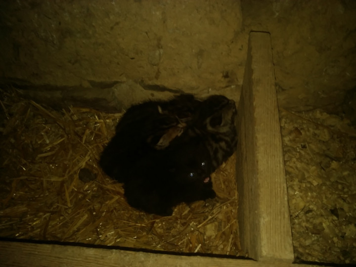 chatons 2 bis.jpg
