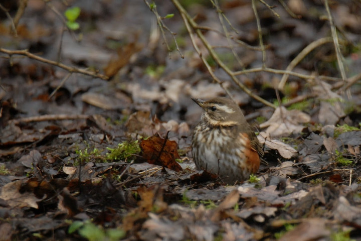 Grive mauvis - Turdus iliacus.JPG