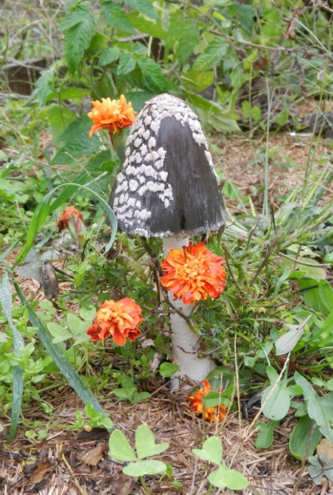 champignon oeillet d'Inde.jpg